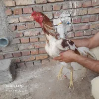 مرغ افغانی|حیوانات مزرعه|زاهدان, |دیوار