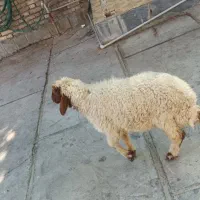 یک جفت گوسفند عربی