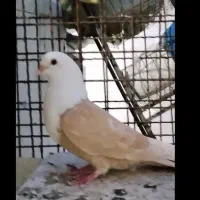 دورگ های درجه یک