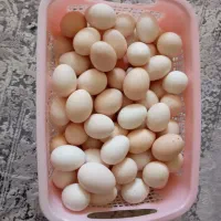 فروش تخم مرغ محلی خوراکی و نطفه دار