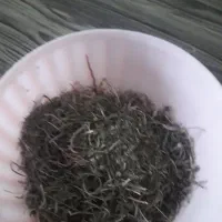بابونه خوب