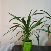 گل پاندانوس