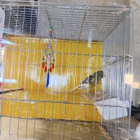 قنار نر مست سفت خون اماده جفت زدن