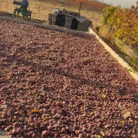 پیاز قرمز درجه یک خشک