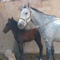 کره و مادیون