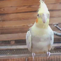 عروسهلندی|پرنده|ساوه, |دیوار