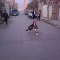 بوقلمون نر برنز|حیوانات مزرعه|مشهد, همت آباد|دیوار