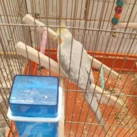 عروس هلندی شماره خودم
