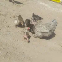 مرغ پاپر با ۷تا جوجه مرغ خیری هست قیمت ۱۳۰۰|حیوانات مزرعه|رودبار (کرمان), |دیوار