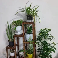 کادویی استند گل پایه شیک و باکلاس|گل و گیاه طبیعی|مشهد, شهید احمدی روشن|دیوار