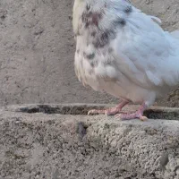 طوقی کبوتر|پرنده|کنگاور, |دیوار