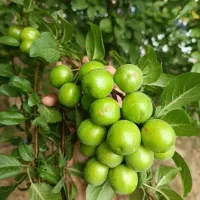 خدمات باغبانی و کاشت گل وگیاه