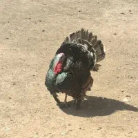 بوقلمون جوان