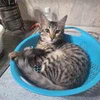 دوعدد گربه