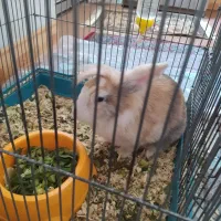 خرگوش|موش و خرگوش|میاندوآب, |دیوار