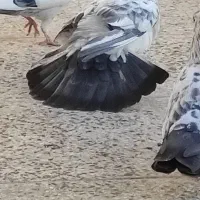 کبوتر بور بوری جفت پرشی کلکسیونی|پرنده|قم, ولیعصر|دیوار