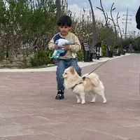 پامر روباهی گوش سیخ اصل نر