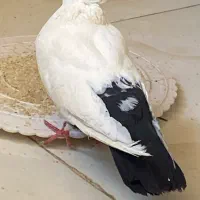 کفتر دمی