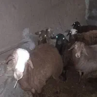 بره نر جنس دار افشاری موقنی