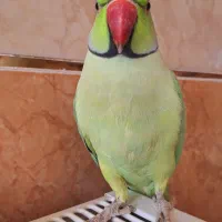 طوطی ملنگو نر وحشی|پرنده|پیر بکران, |دیوار