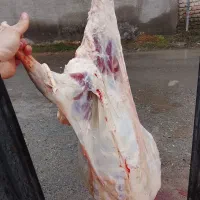 بره های افشار|حیوانات مزرعه|گرگان, |دیوار