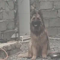 سلام پامر معاوضه میکنم