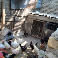 کود گوسفندی کهنه