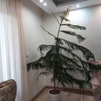 کاج مطبق|گل و گیاه طبیعی|تهران, نجات اللهی|دیوار