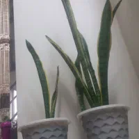 فروش گل سانسوریا