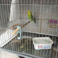 مرغ عشق ماده مست ازاین بازاریها نیست|پرنده|دره شهر, |دیوار