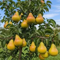 درخت گلابی نهالستان مهندس ذبیحی