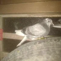 گمشده پیرانشهر کونه خانه|حیوانات|مهاباد (آذربایجان غربی), |دیوار