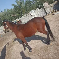 اسب|اسب و تجهیزات اسب‌سواری|کارون, |دیوار