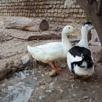 با سلام دو عدد اردک محلی سالم و سرحال و چاق