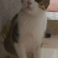 گربه واگزاری