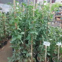 یاس رازقی و یاس امین الدوله (گلخانه رضوان)