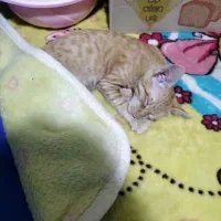 واگذاری بچه گربه نر