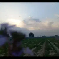 فروش زمین ۳۰۰ متری|فروش زمین و ملک کلنگی|شوشتر, |دیوار