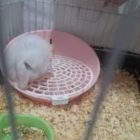 خرگوش|موش و خرگوش|اهواز, کیانشهر|دیوار