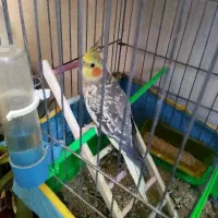 عروس هلندی