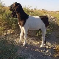 بز جوان|حیوانات مزرعه|هامون, |دیوار