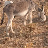 الاغ
