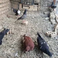 ۷عدد کبوتر همه نر با یه ماده