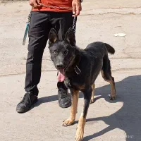 سگ ژرمن|سگ|سیرجان, |دیوار