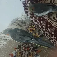 عروس هلندی|لوازم جانبی حیوانات|قصرشیرین, |دیوار