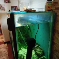 آکواریوم سالم و خیلی تمیز و بزرگ و با میز|ماهی|آستارا, |دیوار