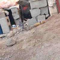 کفتر|پرنده|نهبندان, |دیوار