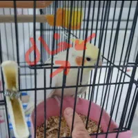 عروس هلندی لوتینو گمشده خرداد 1404