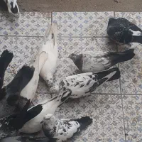 کبوتر|پرنده|شادگان, |دیوار