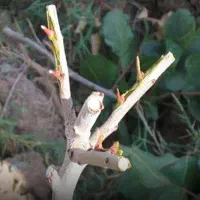 پیوند پسته و هرس